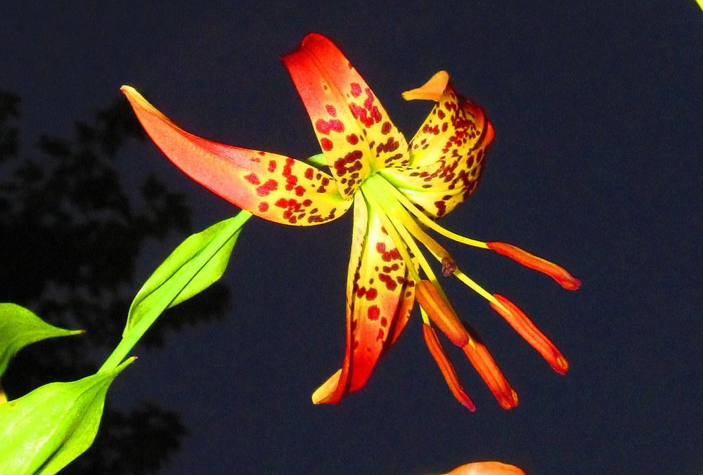 Photo of Leopard Lily (Lilium pardalinum) uploaded by jmorth