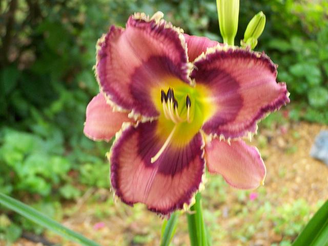 Photo of Daylily (Hemerocallis 'God Save the Queen') uploaded by Calif_Sue