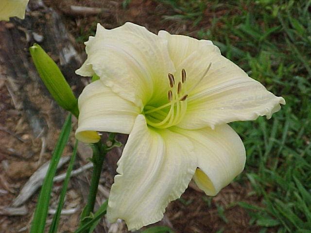 Photo of Daylily (Hemerocallis 'Gentle Blessing') uploaded by Calif_Sue
