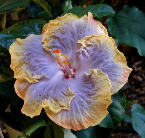Photo of Tropical Hibiscus (Hibiscus rosa-sinensis 'Creole Lady') uploaded by Maryl