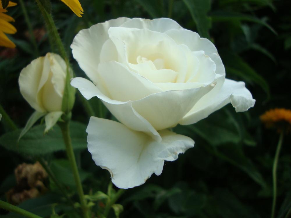 Photo of Rose (Rosa 'Honor') uploaded by Paul2032