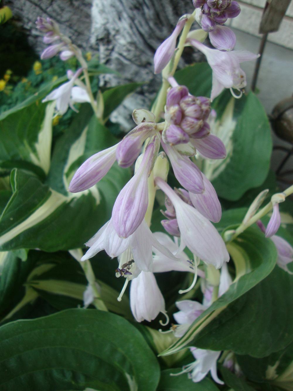 Photo of Hosta 'Night Before Christmas' uploaded by Paul2032