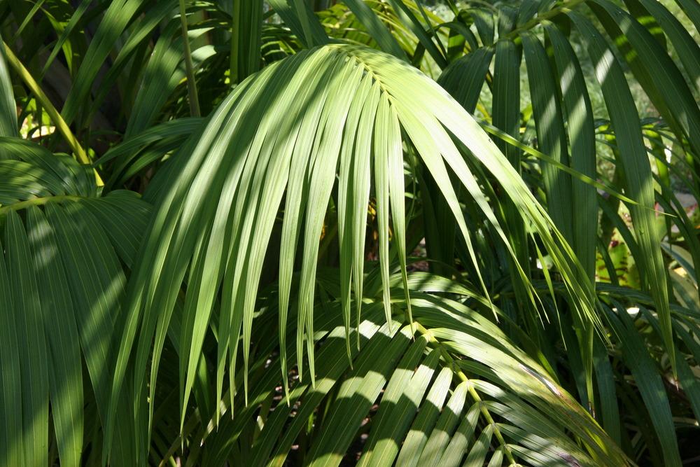 Photo of Kentia Palm (Howea forsteriana) uploaded by RobertB