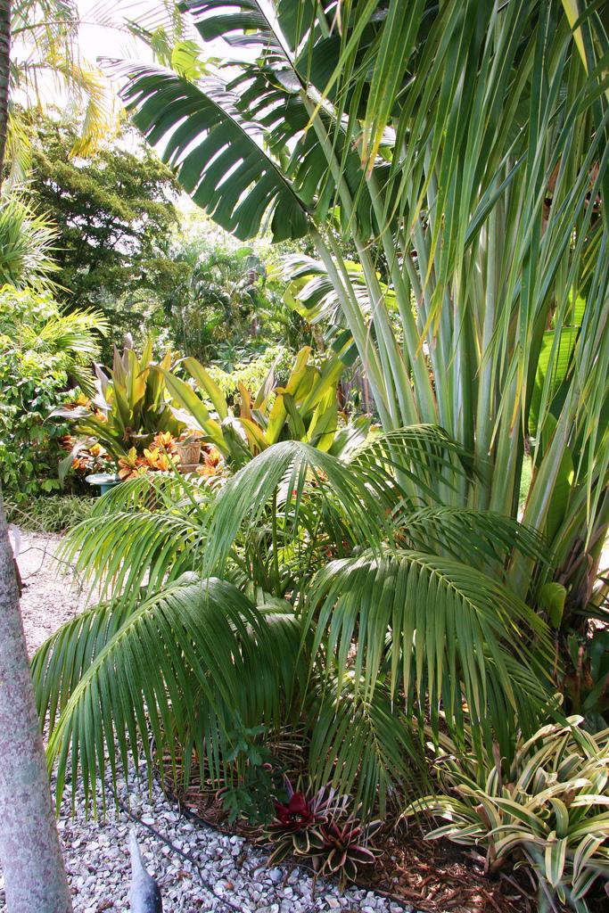 Photo of Kentia Palm (Howea forsteriana) uploaded by RobertB