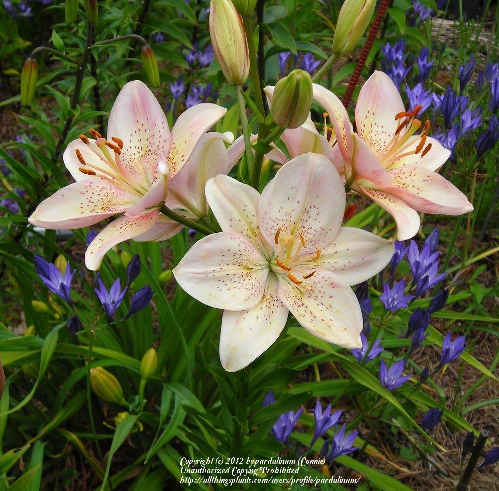 Photo of Lily (Lilium 'Bonnie Jean') uploaded by pardalinum