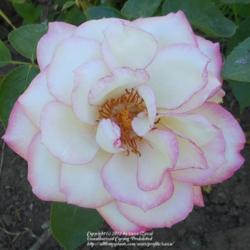 Location: In my Northern California garden
Date: 2012-07-11