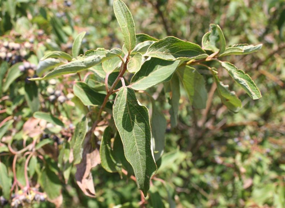 Photo of Silky dogwood (Cornus amomum subsp. obliqua ) uploaded by KentPfeiffer