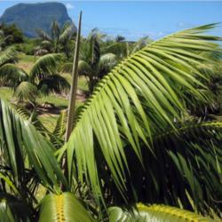 Location: Lord Howe Island
Date: 2012-07-11
Kentia Palm on Lord Howe Island