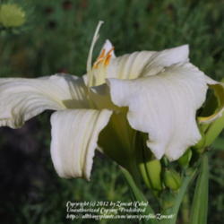 Location: West Valley City, UT
Date: 2012-07-12
It has a graceful form.