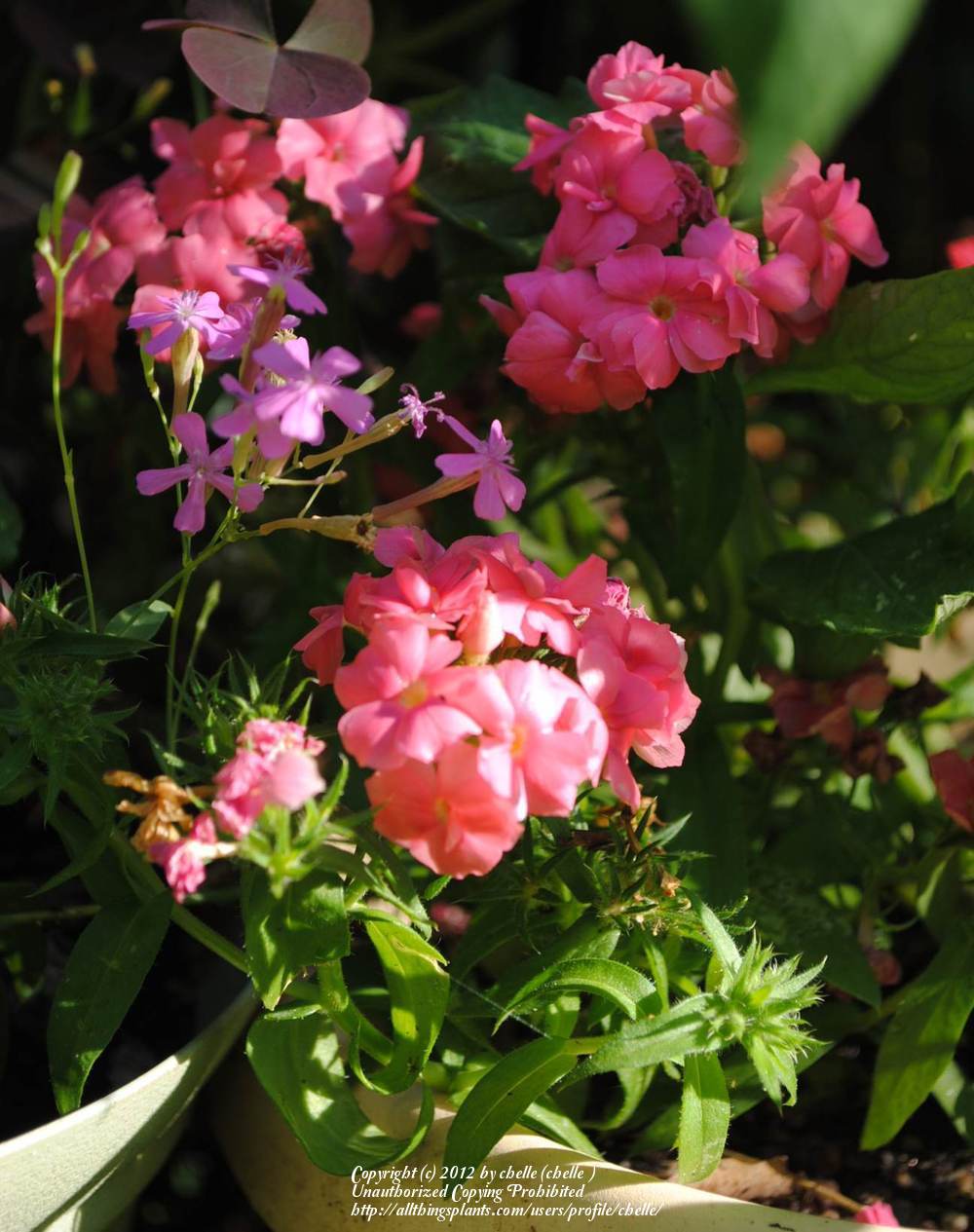Photo of Annual Phlox (Phlox drummondii 'Promise® Mix') uploaded by chelle