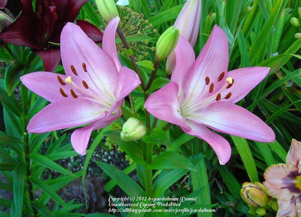 Photo of Lily (Lilium 'Arbatax') uploaded by pardalinum