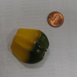Location: Southwest Florida
Date: July 2012
a single seed (see penny for size)