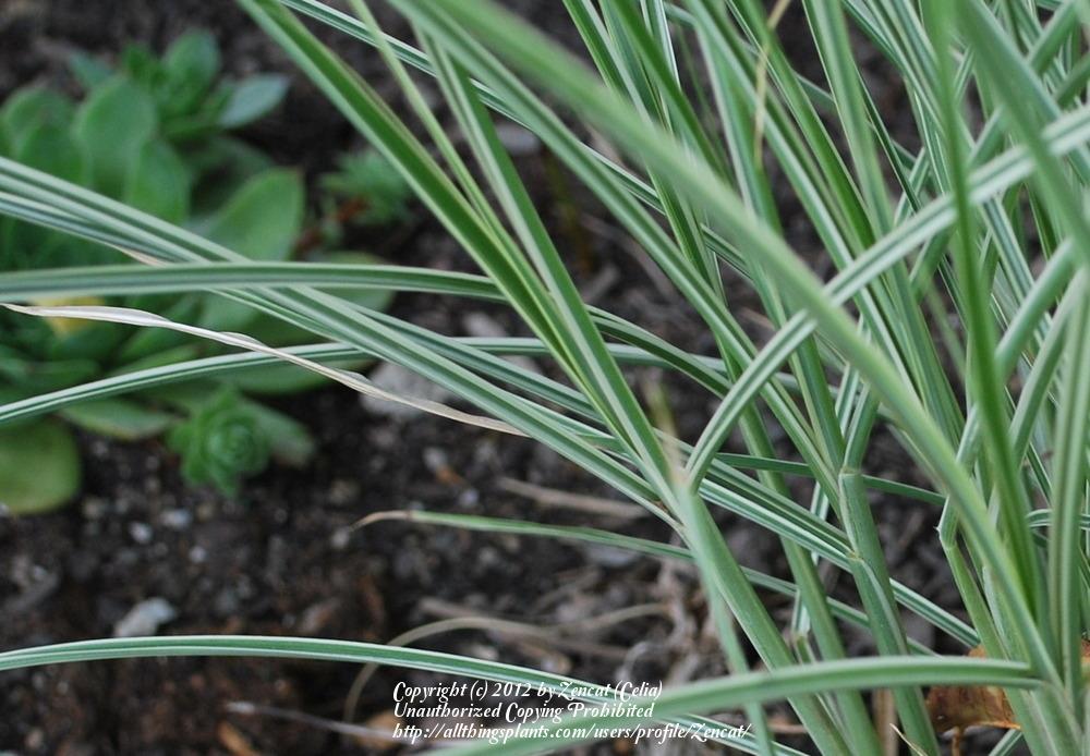 Photo of Maiden Grass (Miscanthus sinensis 'Morning Light') uploaded by Zencat