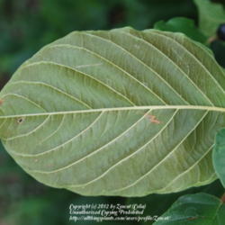Location: West Valley City, UT
Date: 2012-07-12
Back of leaf.
