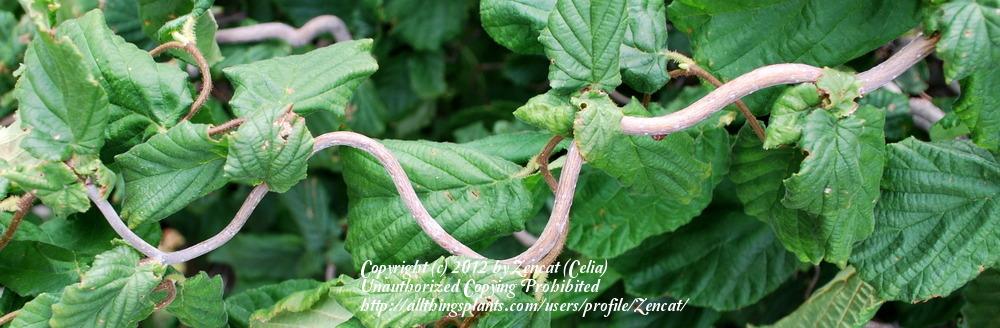 Photo of Corkscrew Hazel (Corylus avellana 'Contorta') uploaded by Zencat