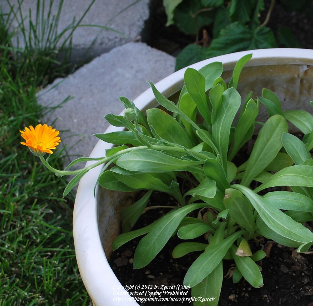 Photo of Pot Marigold (Calendula officinalis) uploaded by Zencat