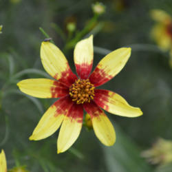 Location: Medina, TN
Date: 2012-07-12
Coreopsis 'Route 66' is very hardy.