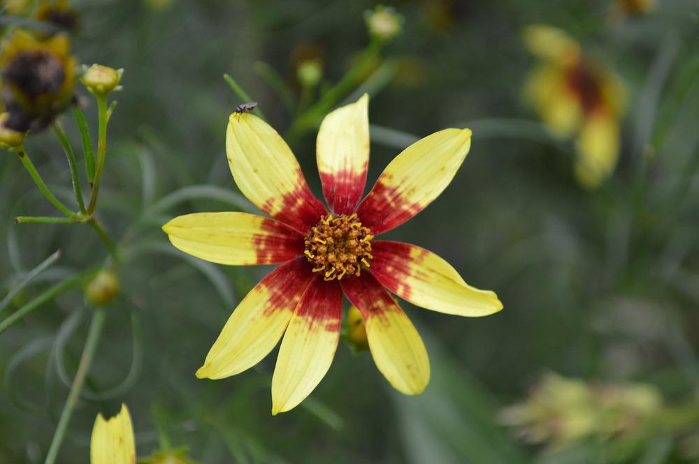 Photo of Threadleaf Coreopsis (Coreopsis Cruizin'™ Route 66) uploaded by clintbrown