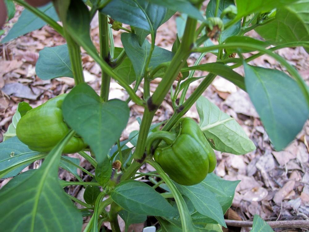 Photo of Bell Pepper (Capsicum annuum 'Satsuma') uploaded by farmerdill