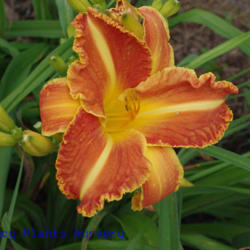 
Date: 2011-06-20
Photo Courtesy of Mr. Fancy Plants Daylily Nursery Used with Perm