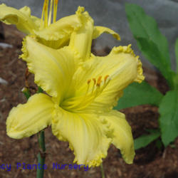
Date: 2011-07-02
Photo Courtesy of Mr. Fancy Plants Daylily Nursery Used with Perm