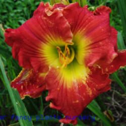 
Date: 2012-05-29
Photo Courtesy of Mr. Fancy Plants Daylily Nursery Used with Perm