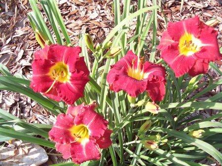 Photo of Daylily (Hemerocallis 'Spacecoast Hot Topic') uploaded by vic