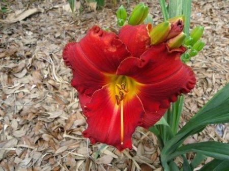 Photo of Daylily (Hemerocallis 'Paint the Town Red') uploaded by vic