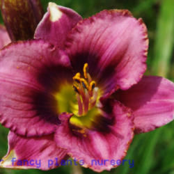 
Date: 2012-06-07
Photo Courtesy of Mr. Fancy Plants Daylily Nursery Used with Perm