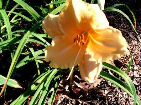 Photo of Daylily (Hemerocallis 'Song of Spring') uploaded by vic