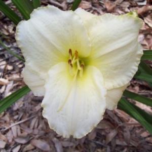 Image courtesy of Johnson Daylily Gardens Used with permission
