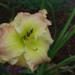 
Date: 2011-07-08
Photo Courtesy of Mr. Fancy Plants Daylily Nursery Used with Perm