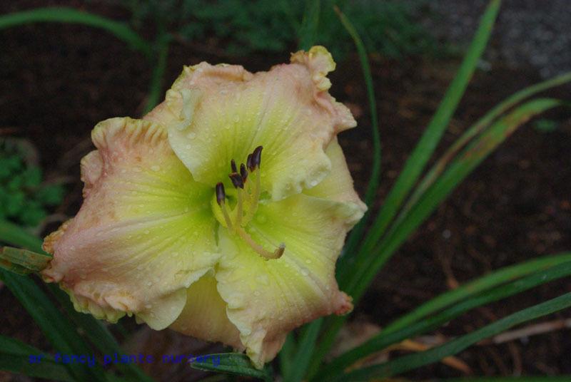 Photo of Daylily (Hemerocallis 'Barbie in Pink') uploaded by vic