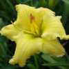 Photo Courtesy of Earlybird Daylilies. Used with Permission.