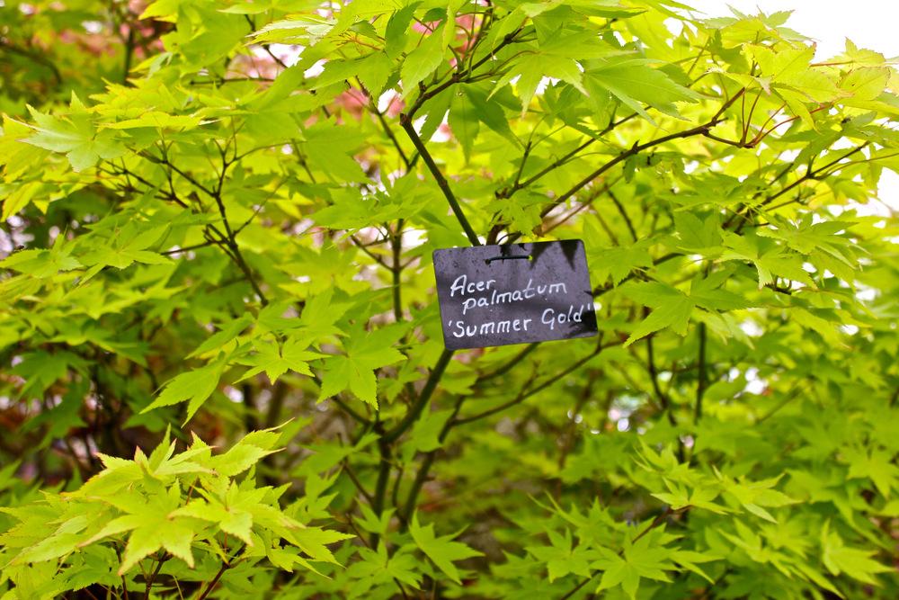 Photo of Japanese Maple (Acer palmatum 'Summer Gold') uploaded by NEILMUIR1
