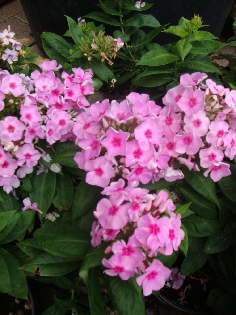 Photo of Phlox paniculata 'Pixie Twinkle' uploaded by Paul2032