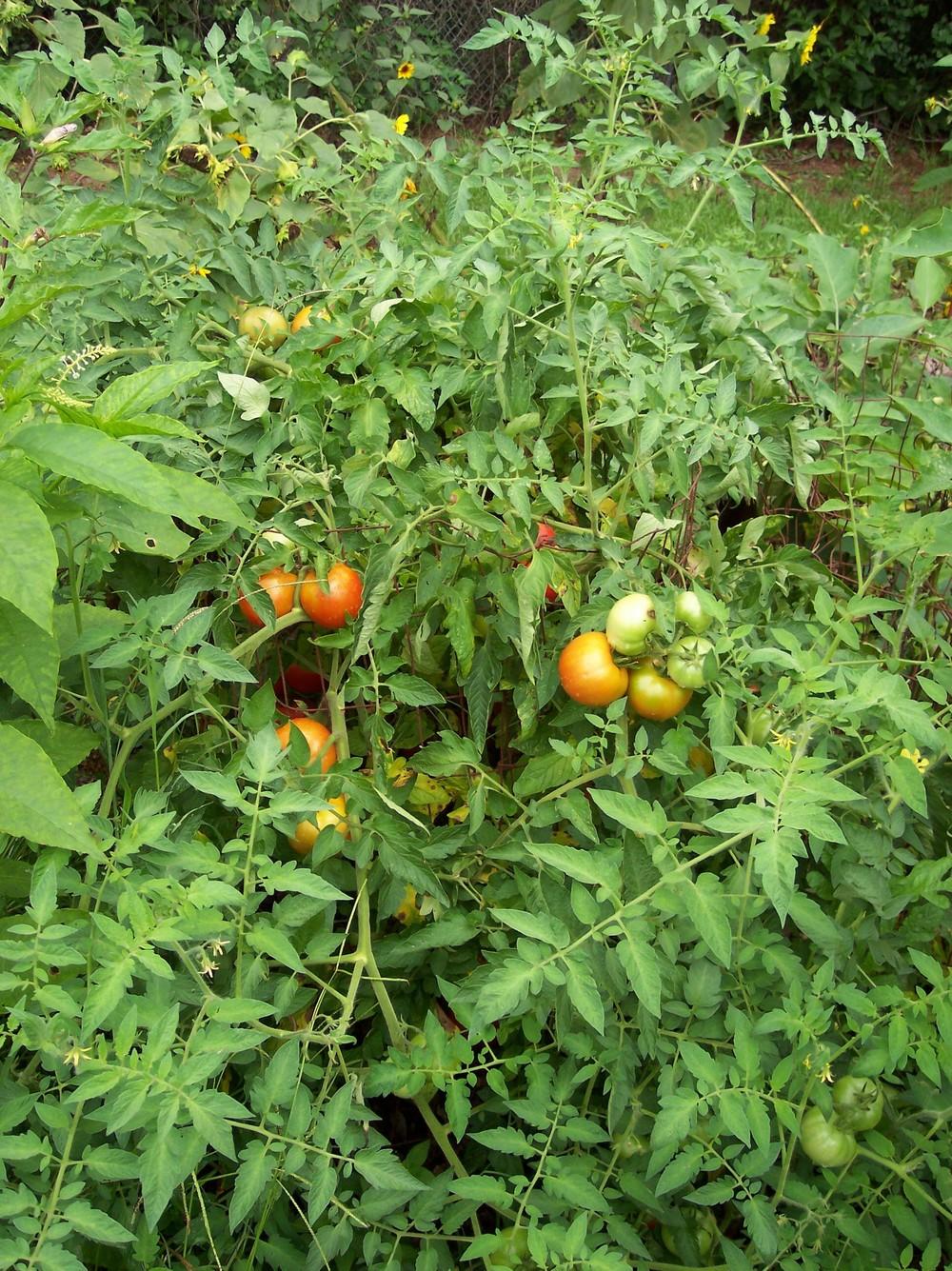 Photo of Tomato (Solanum lycopersicum 'Park's Whopper') uploaded by farmerdill