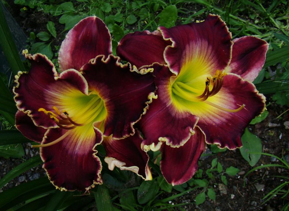 Photo of Daylily (Hemerocallis 'All of My Love to You') uploaded by nh4me