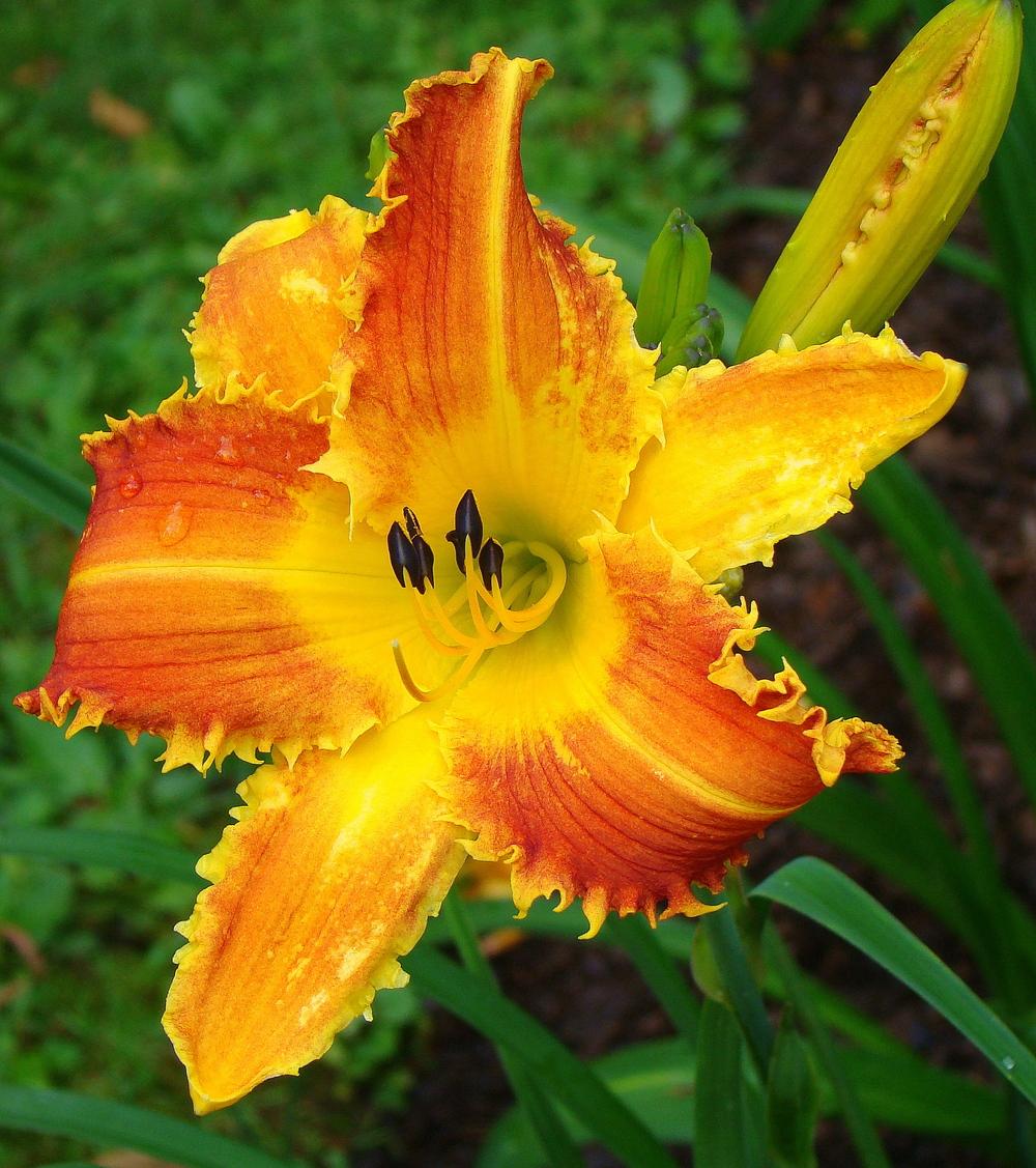 Photo of Daylily (Hemerocallis 'Fang and Claw') uploaded by nh4me