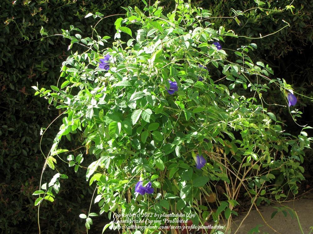 Photo of Butterfly Pea (Clitoria ternatea) uploaded by plantladylin