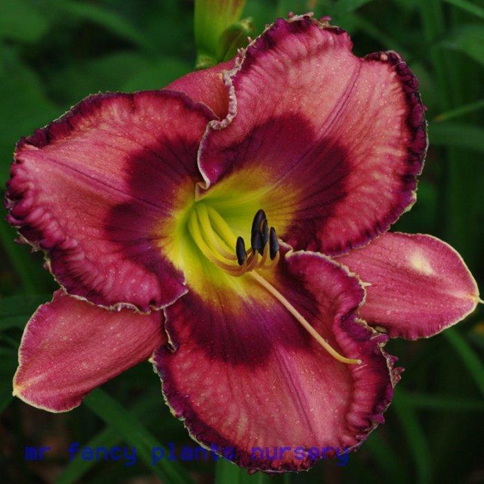 Photo of Daylily (Hemerocallis 'God Save the Queen') uploaded by vic