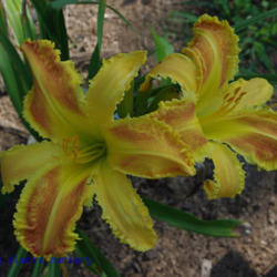 
Date: 2011-07-11
Photo Courtesy of Mr. Fancy Plants Daylily Nursery Used with Perm