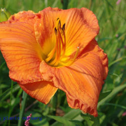 
Date: 2011-07-07
Photo Courtesy of Mr. Fancy Plants Daylily Nursery Used with Perm