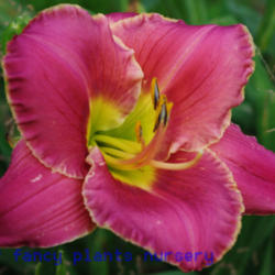 
Date: 2012-06-13
Photo Courtesy of Mr. Fancy Plants Daylily Nursery Used with Perm