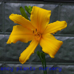 
Date: 2011-09-08
Photo Courtesy of Mr. Fancy Plants Daylily Nursery Used with Perm