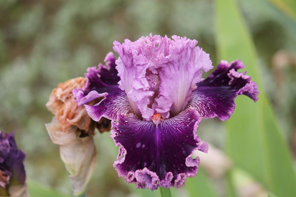 Photo of Tall Bearded Iris (Iris 'Flutterina') uploaded by ARUBA1334