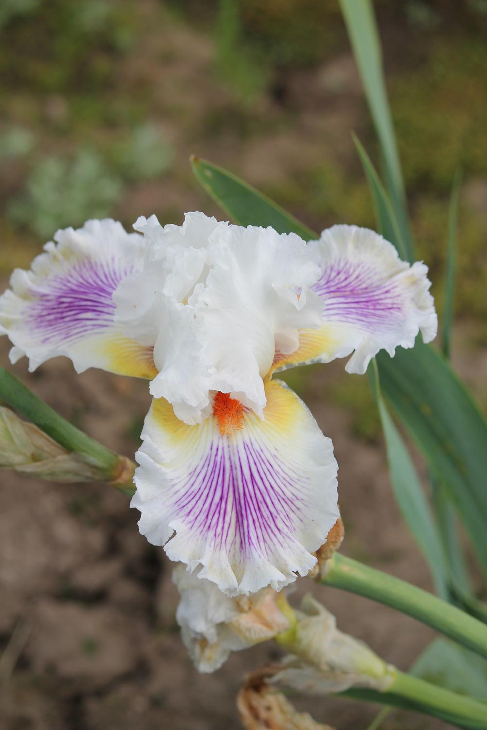 Photo of Tall Bearded Iris (Iris 'Kissable You') uploaded by ARUBA1334