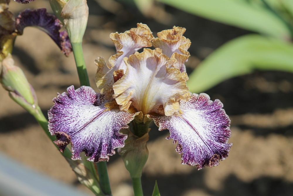 Photo of Tall Bearded Iris (Iris 'Dipped in Dots') uploaded by ARUBA1334
