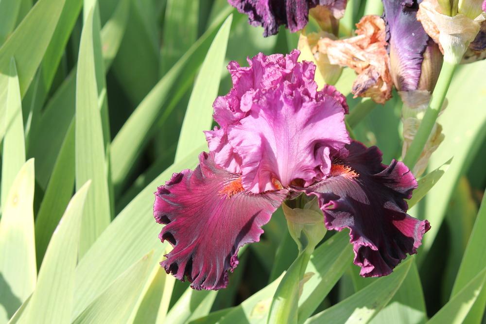 Photo of Tall Bearded Iris (Iris 'Up in Flames') uploaded by ARUBA1334
