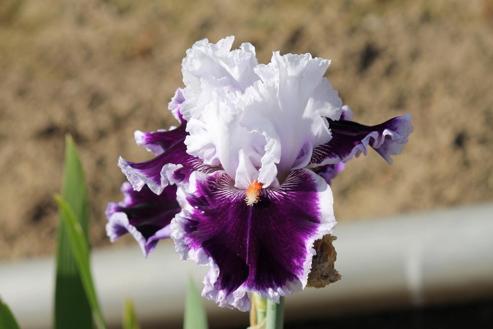 Photo of Tall Bearded Iris (Iris 'Daring Deception') uploaded by ARUBA1334